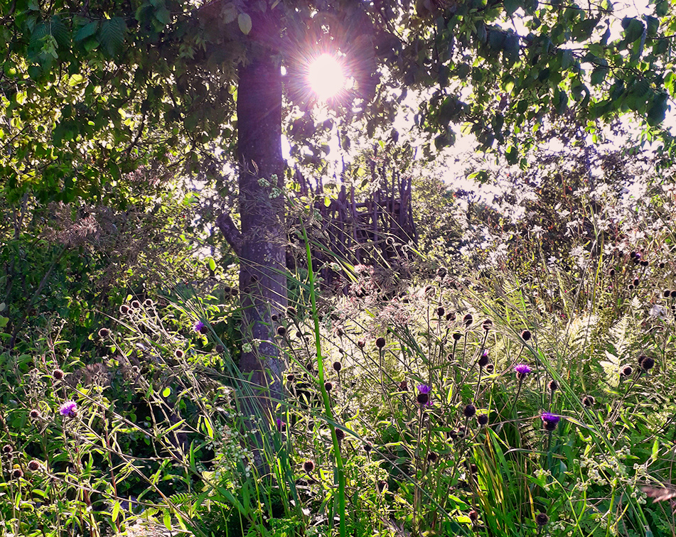 RHS Back to Nature Garden