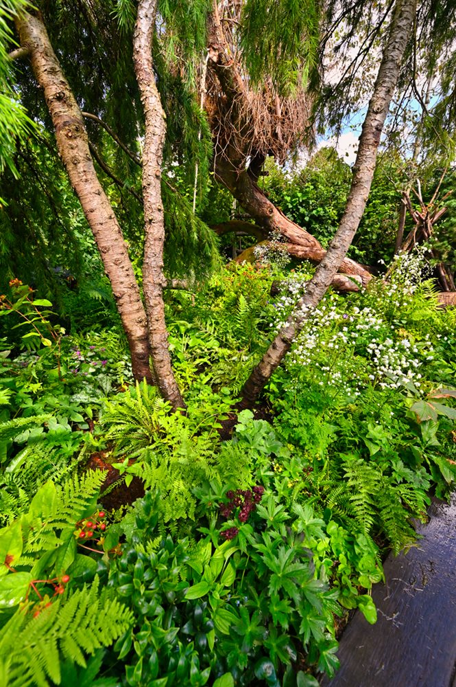 RHS Back to Nature Garden