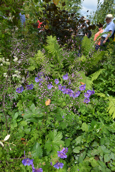 Colour dotted through the garden from the planting and visitors behind