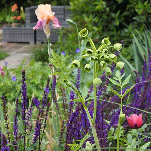 mixed planting in border