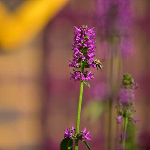 image of bee on stachys