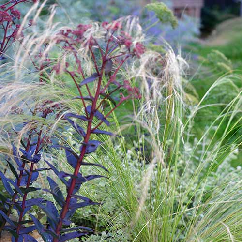 mixed planting for wildlife