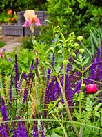 Modern Layered Planting