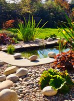 Wildlife Pond