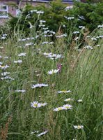 Meadow Front Garden