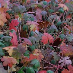 2025 gardening trends
