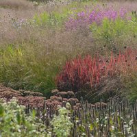 Why Use a Garden Designer?